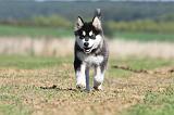 ALASKAN MALAMUTE 021